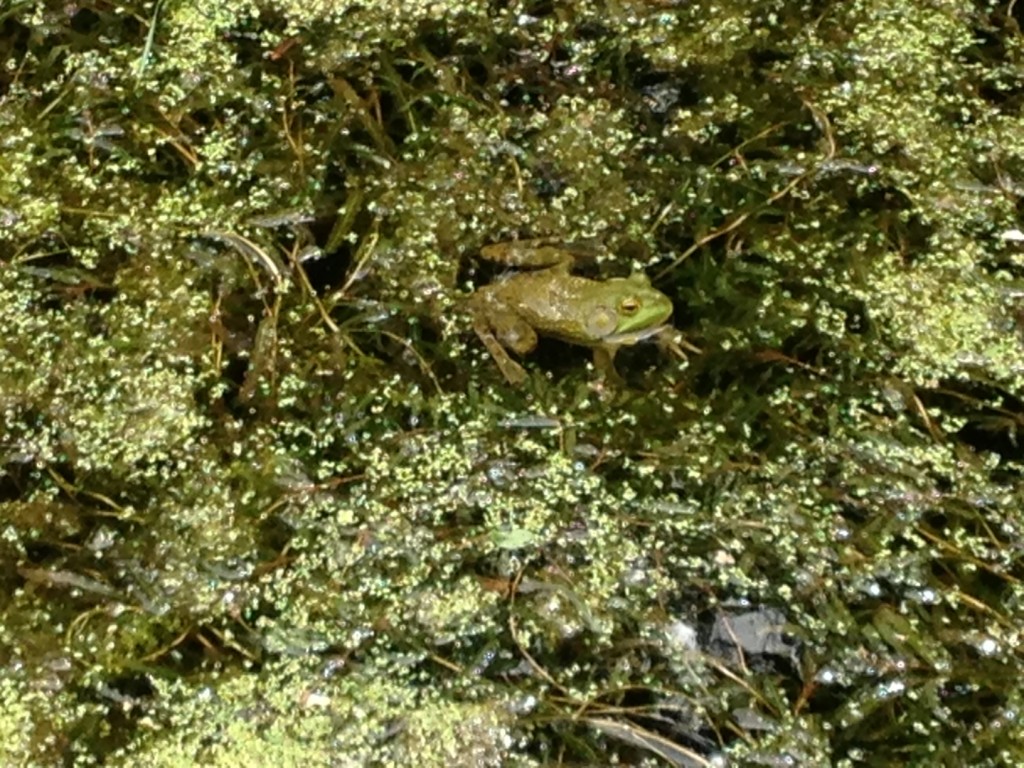 Mapleknoll frog2 May 2013